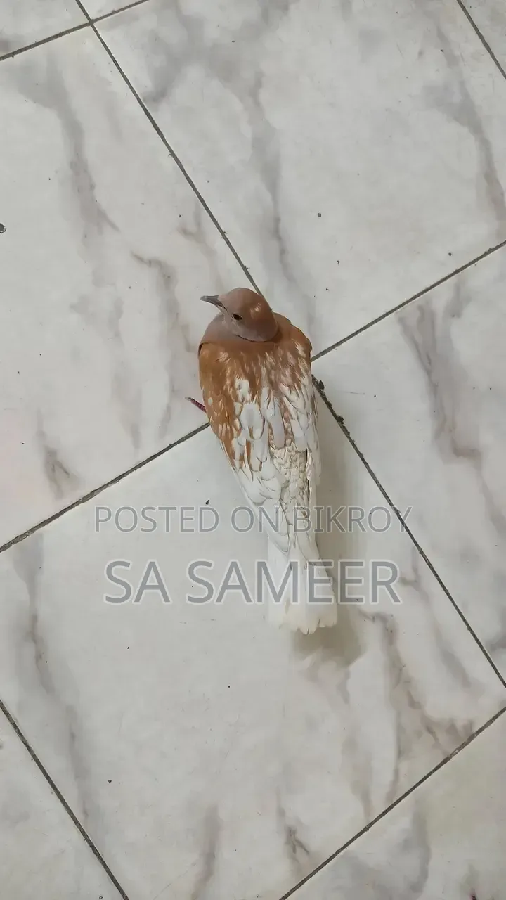 1 pair of doves