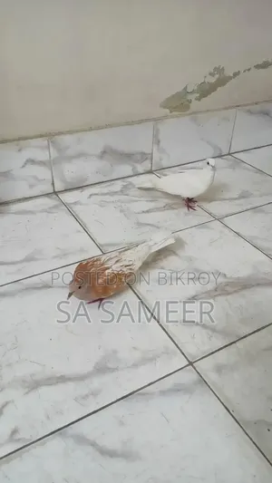 1 pair of doves