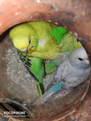 Budgie Birds