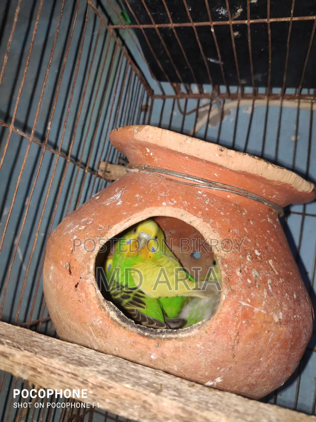 Budgie Birds