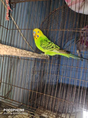 Budgie Birds
