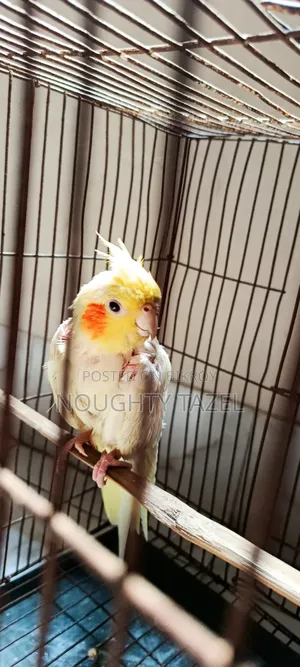 Koka Tile Bird