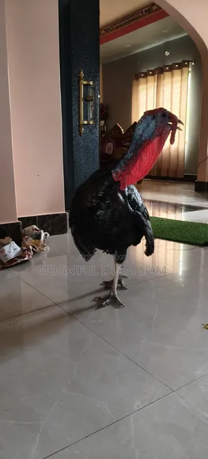 Turkey chicken for sale.