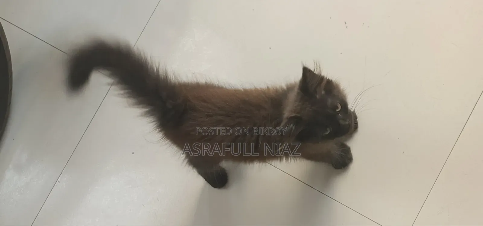 1-3 Months Male Purebred Persian