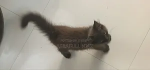 1-3 Months Male Purebred Persian