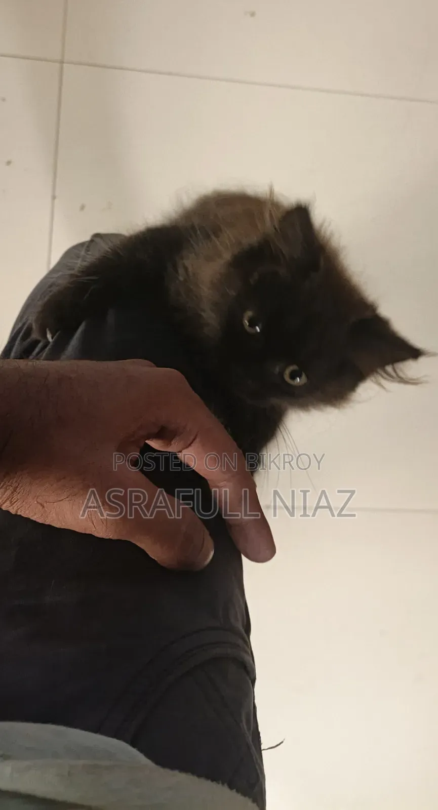 1-3 Months Male Purebred Persian