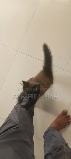 1-3 Months Male Purebred Persian