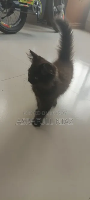 1-3 Months Male Purebred Persian