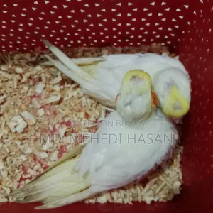 Cockatiel baby birds for sale.