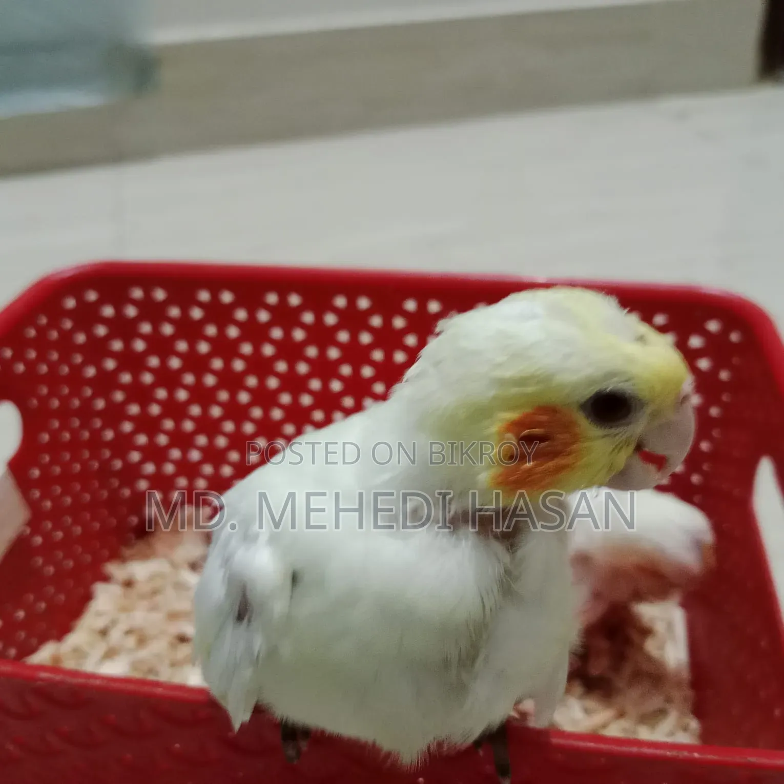 Cockatiel baby birds for sale.