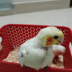 Cockatiel baby birds for sale.