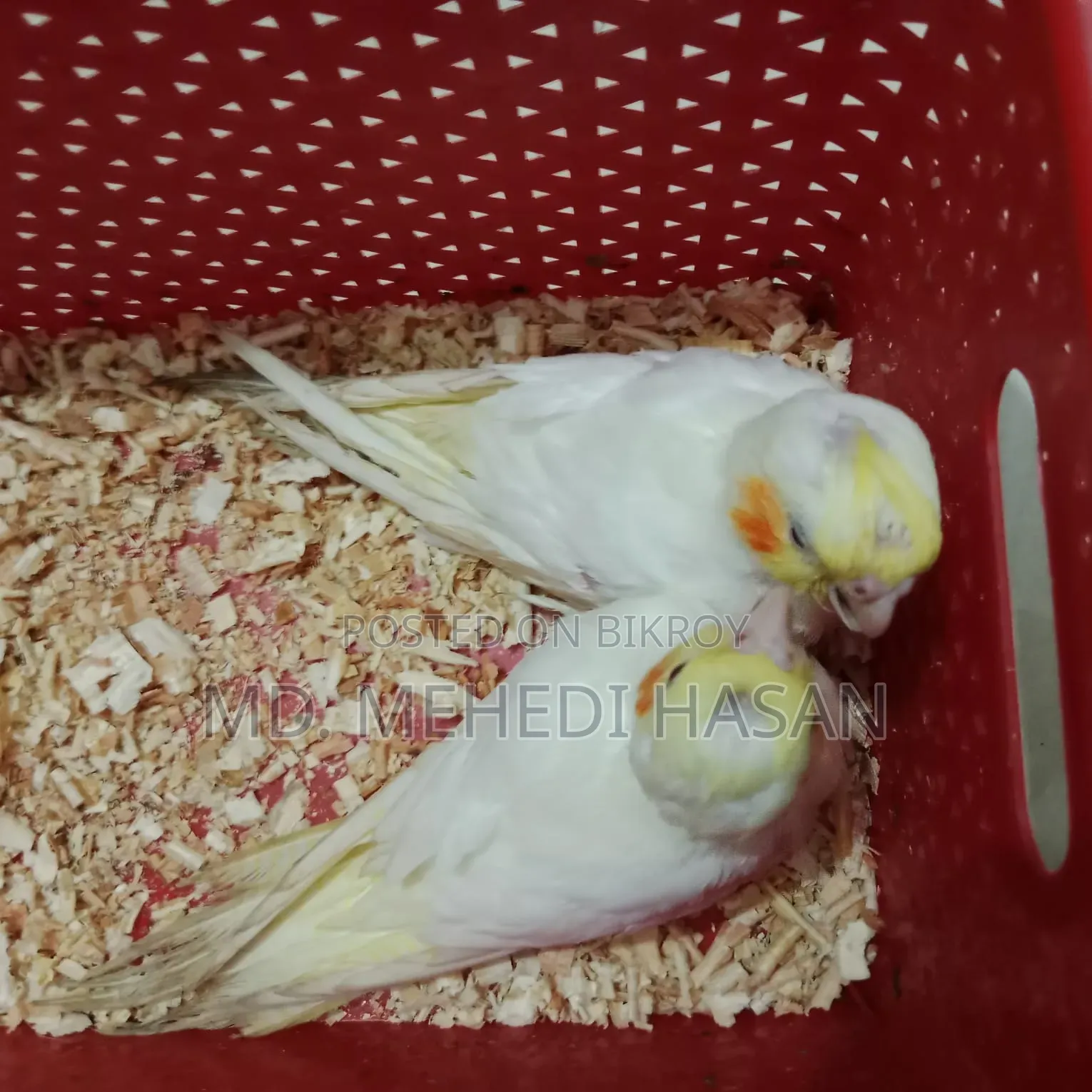 Cockatiel baby birds for sale.