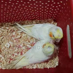 Cockatiel baby birds for sale.