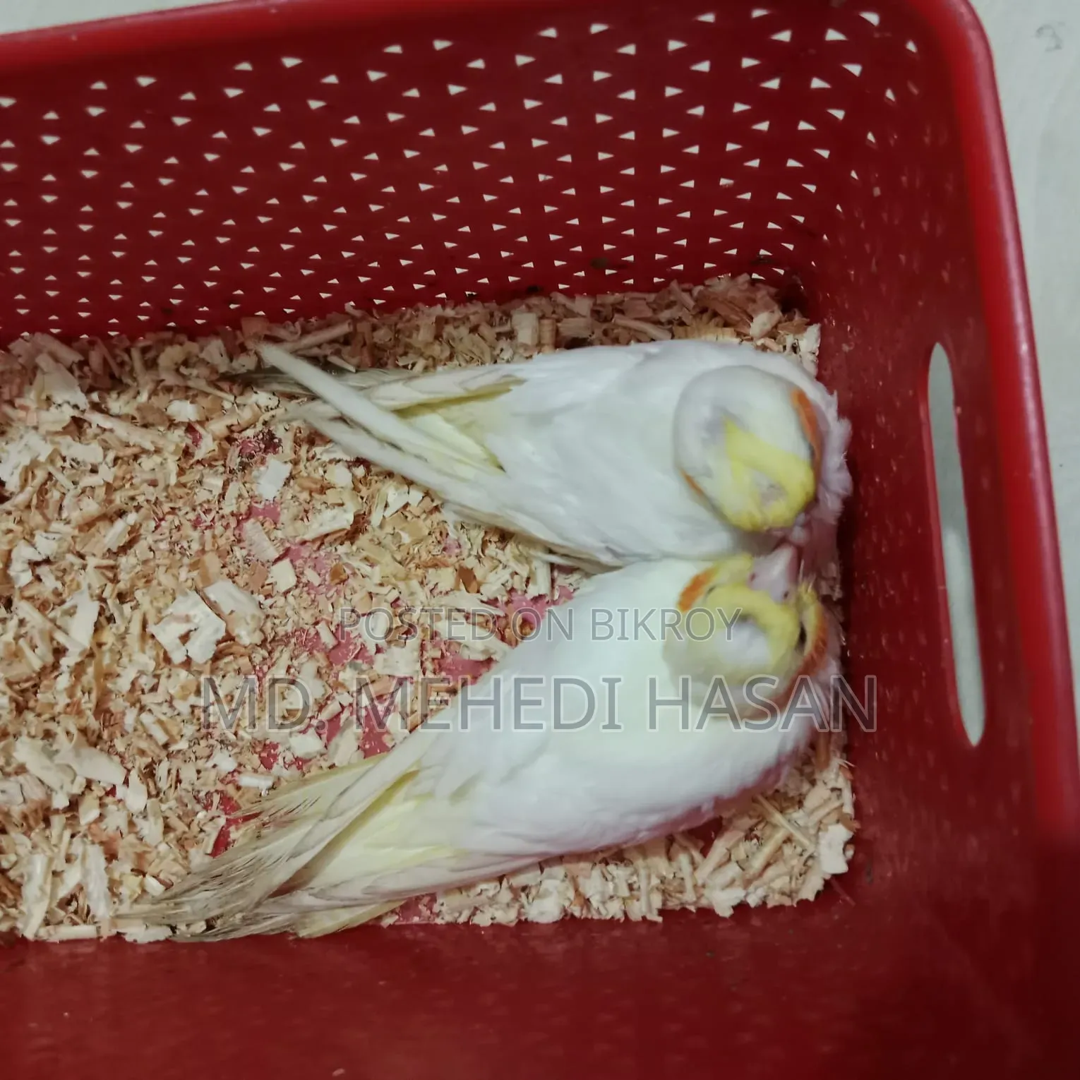 Cockatiel baby birds for sale.