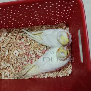 Cockatiel baby birds for sale.