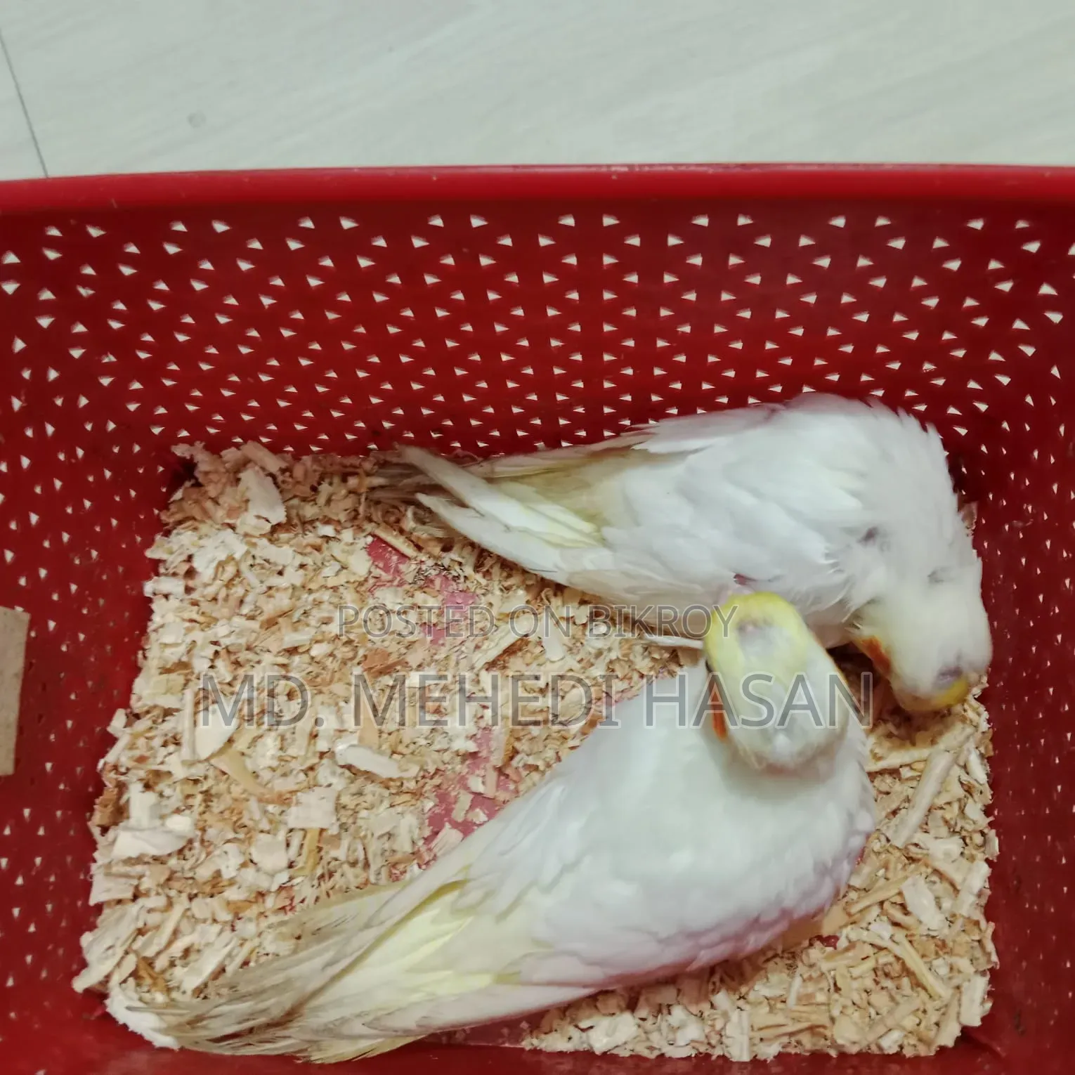 Cockatiel baby birds for sale.