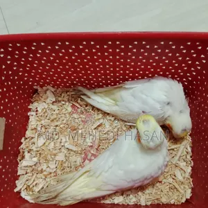 Cockatiel baby birds for sale.