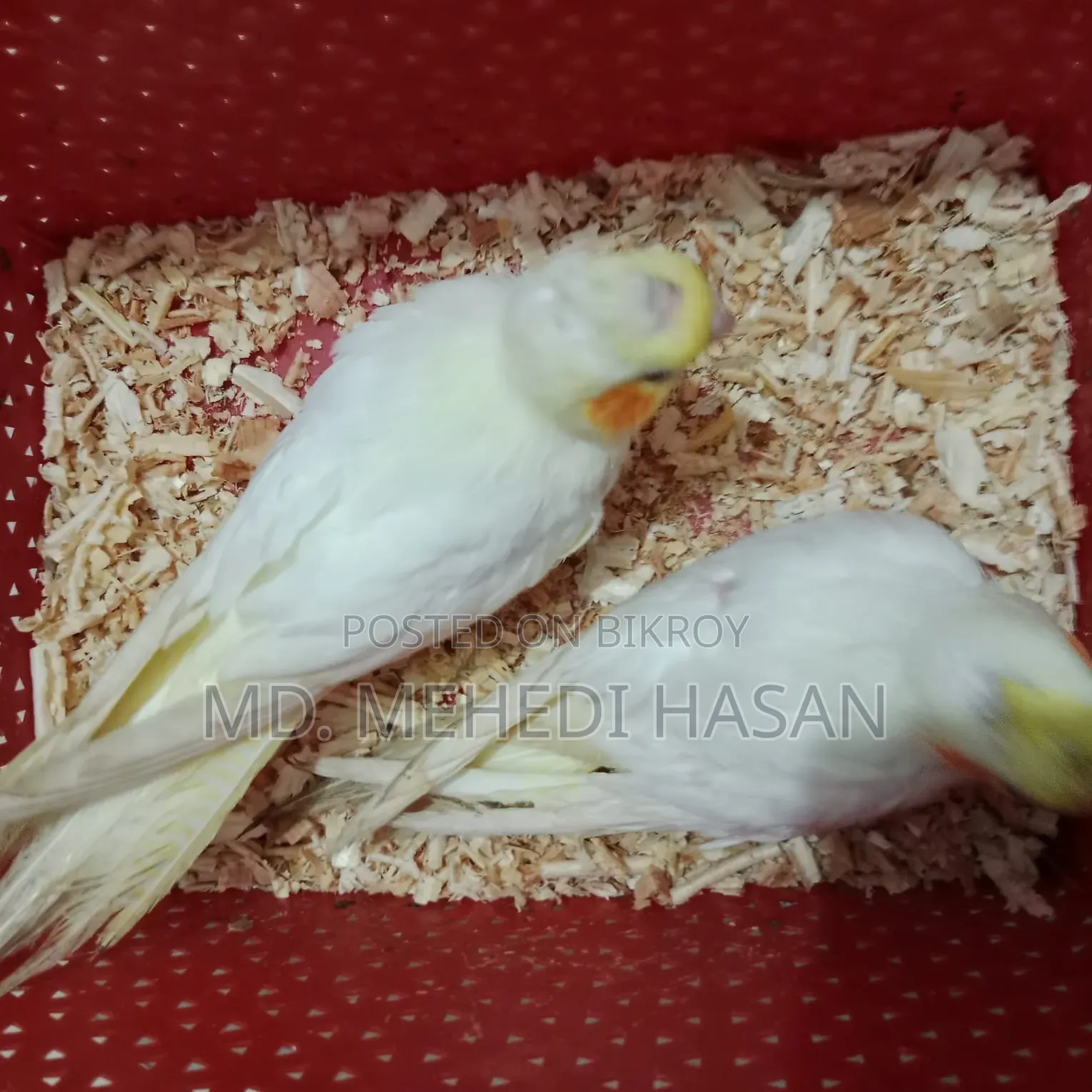 Cockatiel baby birds for sale.
