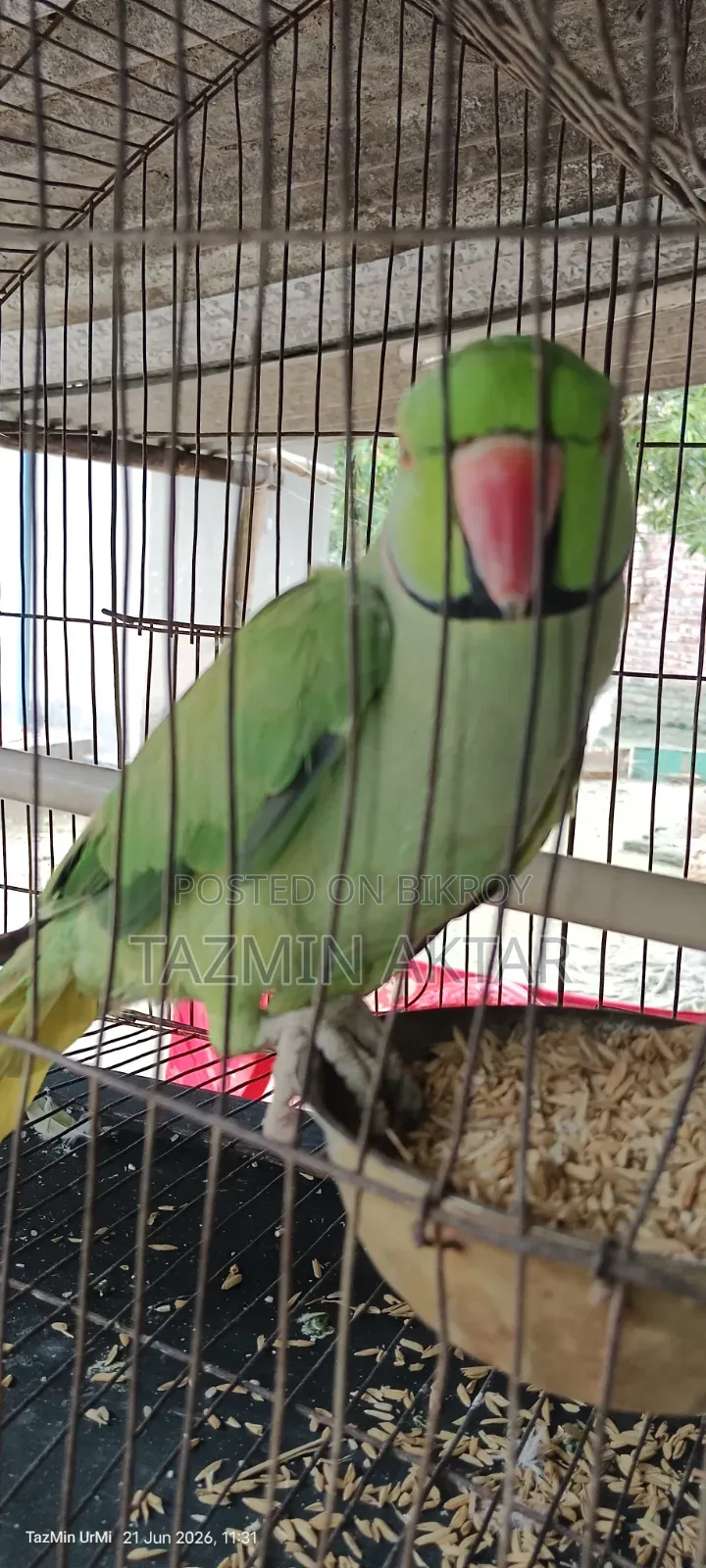 Indian Ringneck Parrot