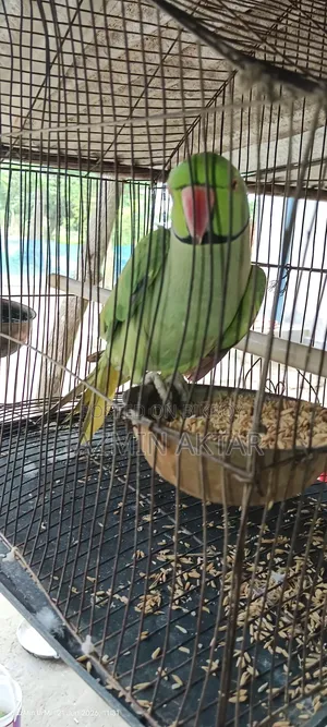 Indian Ringneck Parrot