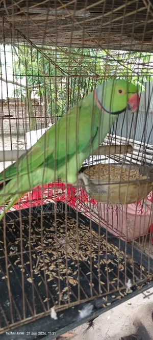 Indian Ringneck Parrot