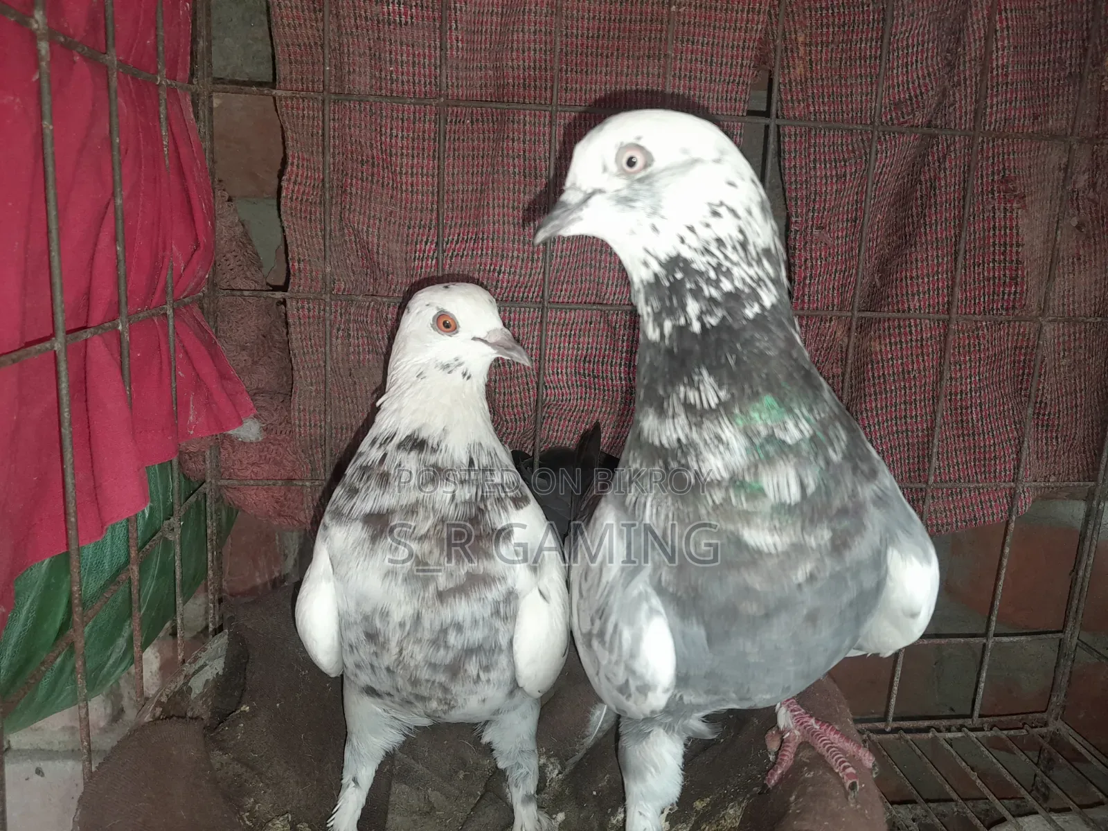 A pair of Rajshahi Giribaz pigeons