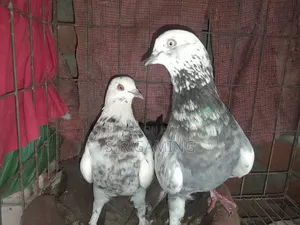 A pair of Rajshahi Giribaz pigeons