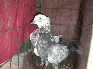 A pair of Rajshahi Giribaz pigeons