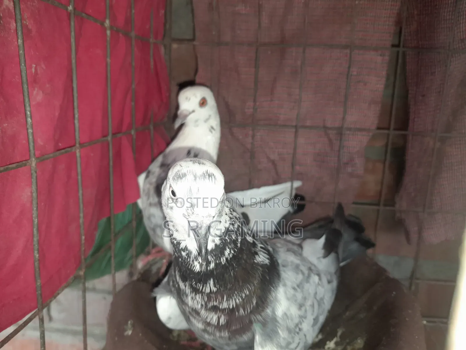 A pair of Rajshahi Giribaz pigeons