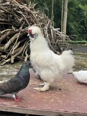 Silki Murug (Male)
