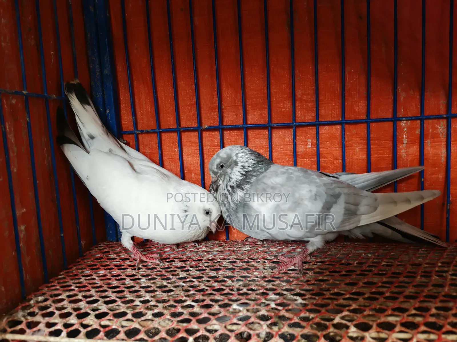 Giribaz pigeons for sale