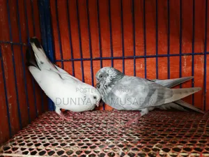 Giribaz pigeons for sale