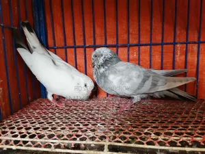 Giribaz pigeons for sale