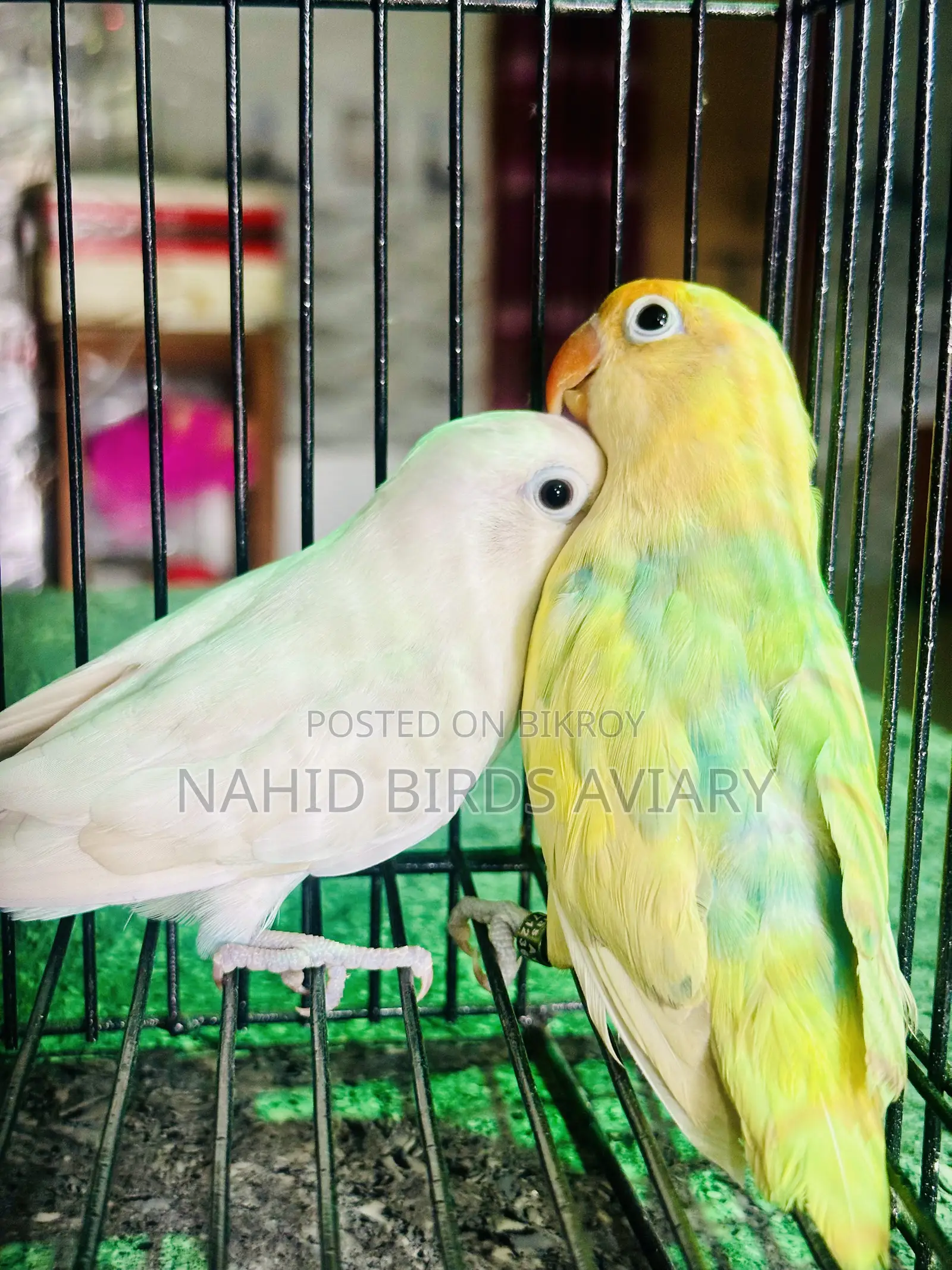 লাভবার্ড ডিএনএ পেয়ার