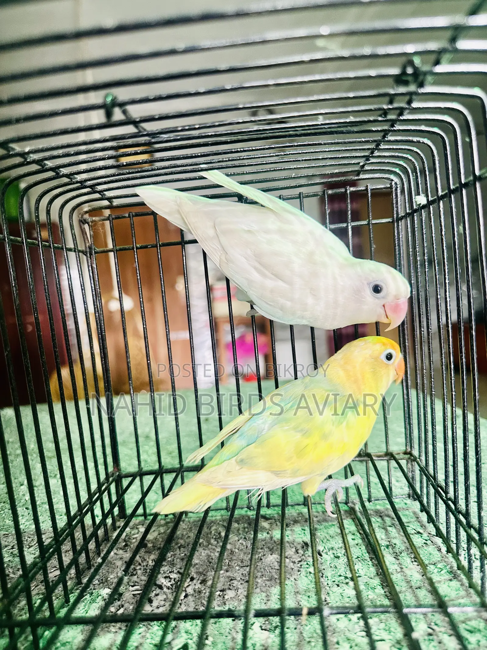 লাভবার্ড ডিএনএ পেয়ার