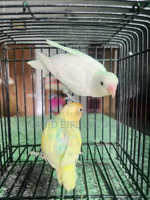 লাভবার্ড ডিএনএ পেয়ার