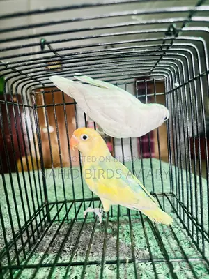 লাভবার্ড ডিএনএ পেয়ার