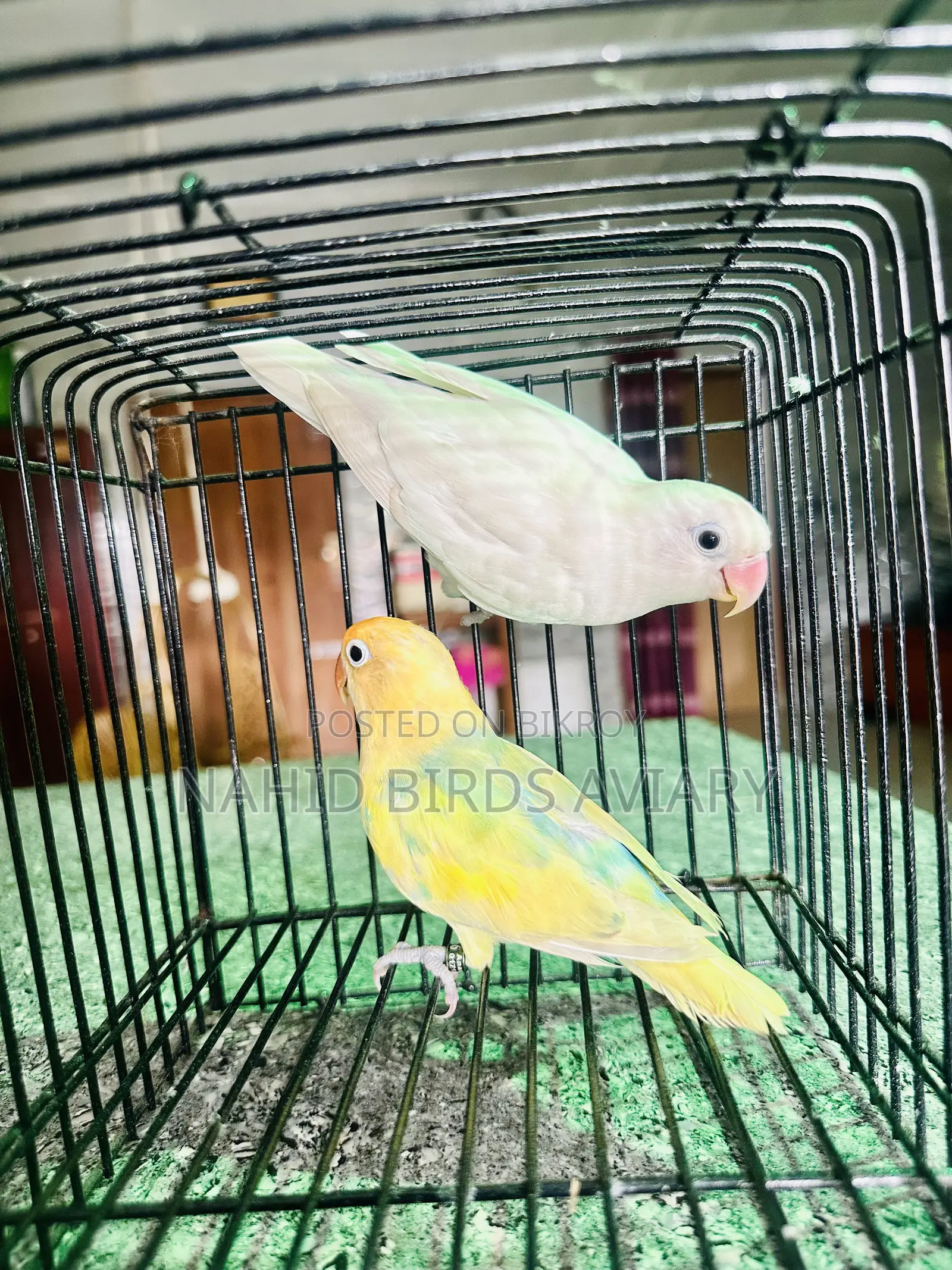 লাভবার্ড ডিএনএ পেয়ার