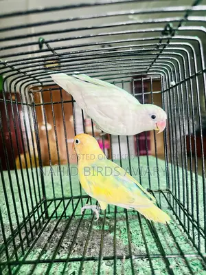 লাভবার্ড ডিএনএ পেয়ার