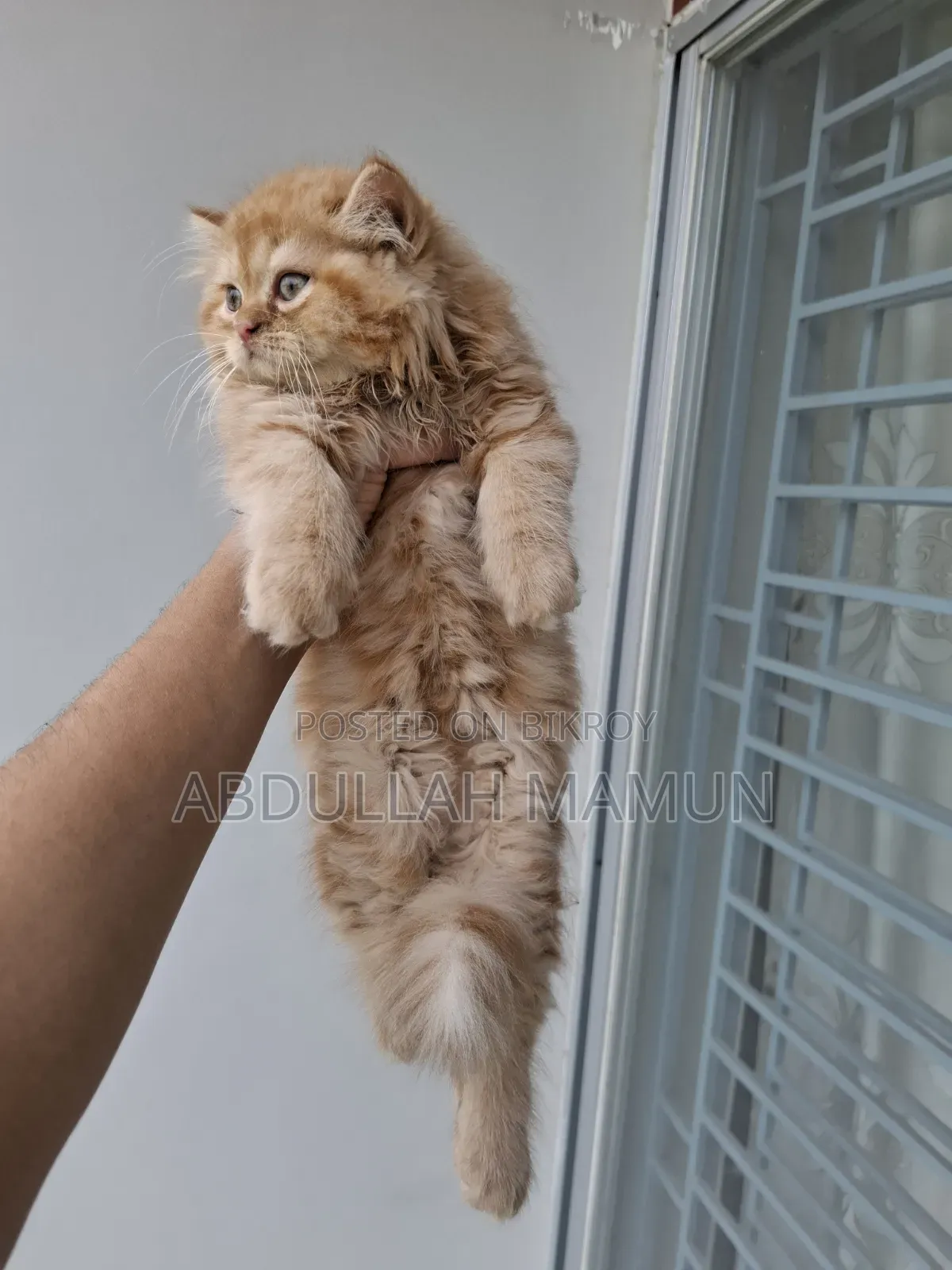 1-3 Months Male Purebred Persian