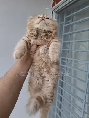1-3 Months Male Purebred Persian