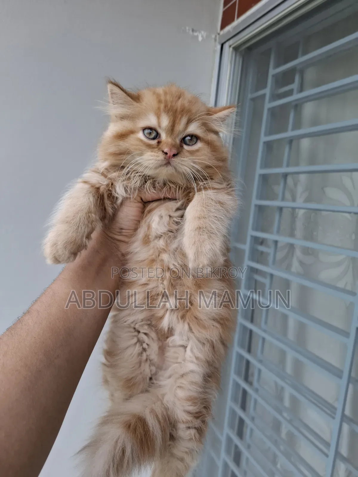 1-3 Months Male Purebred Persian