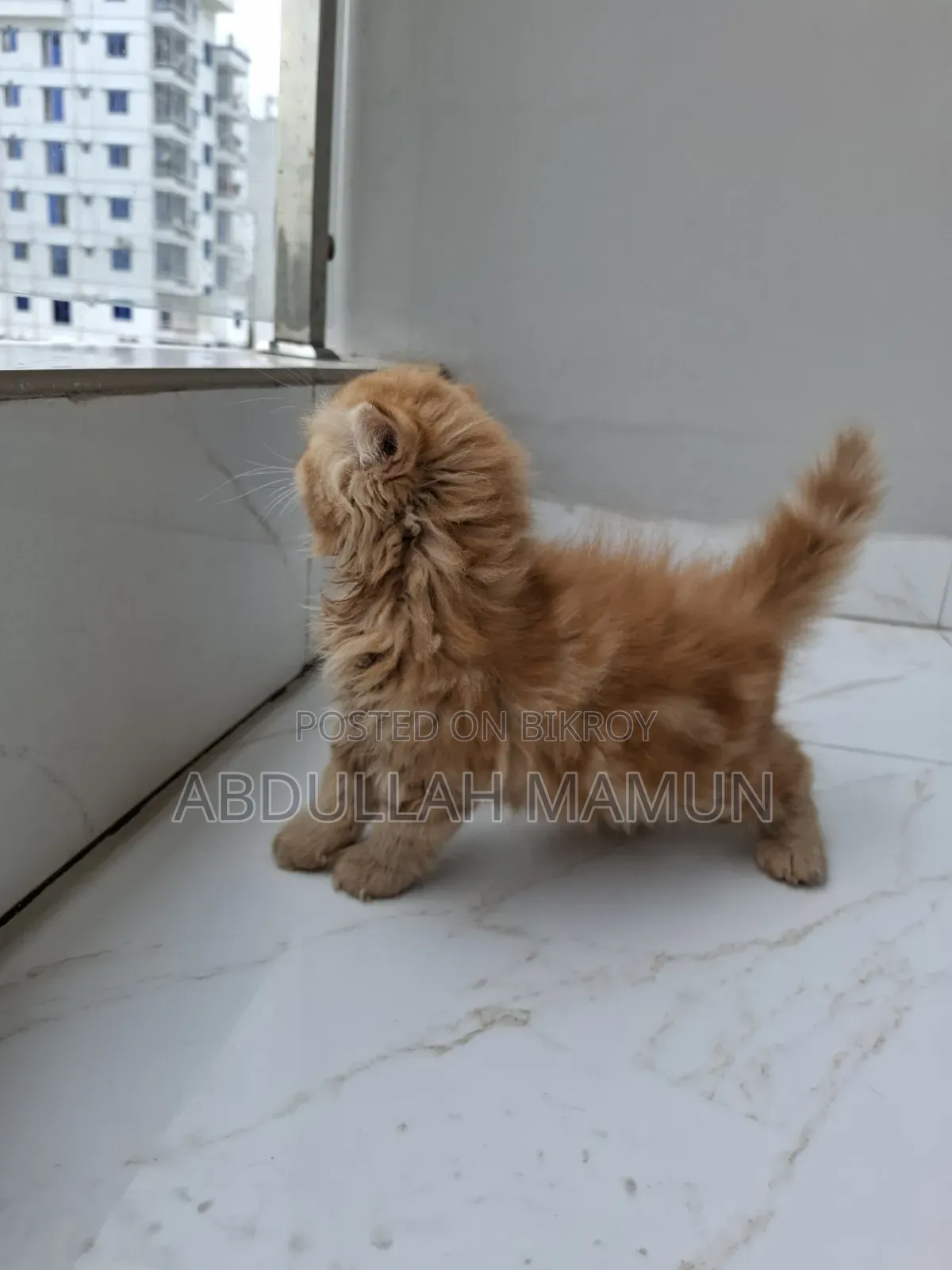 1-3 Months Male Purebred Persian