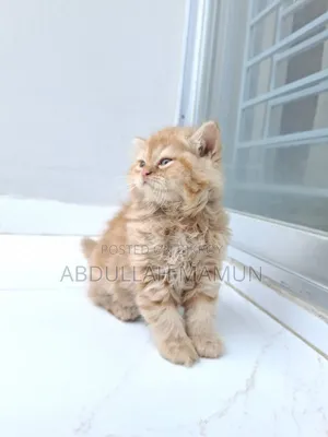 1-3 Months Male Purebred Persian