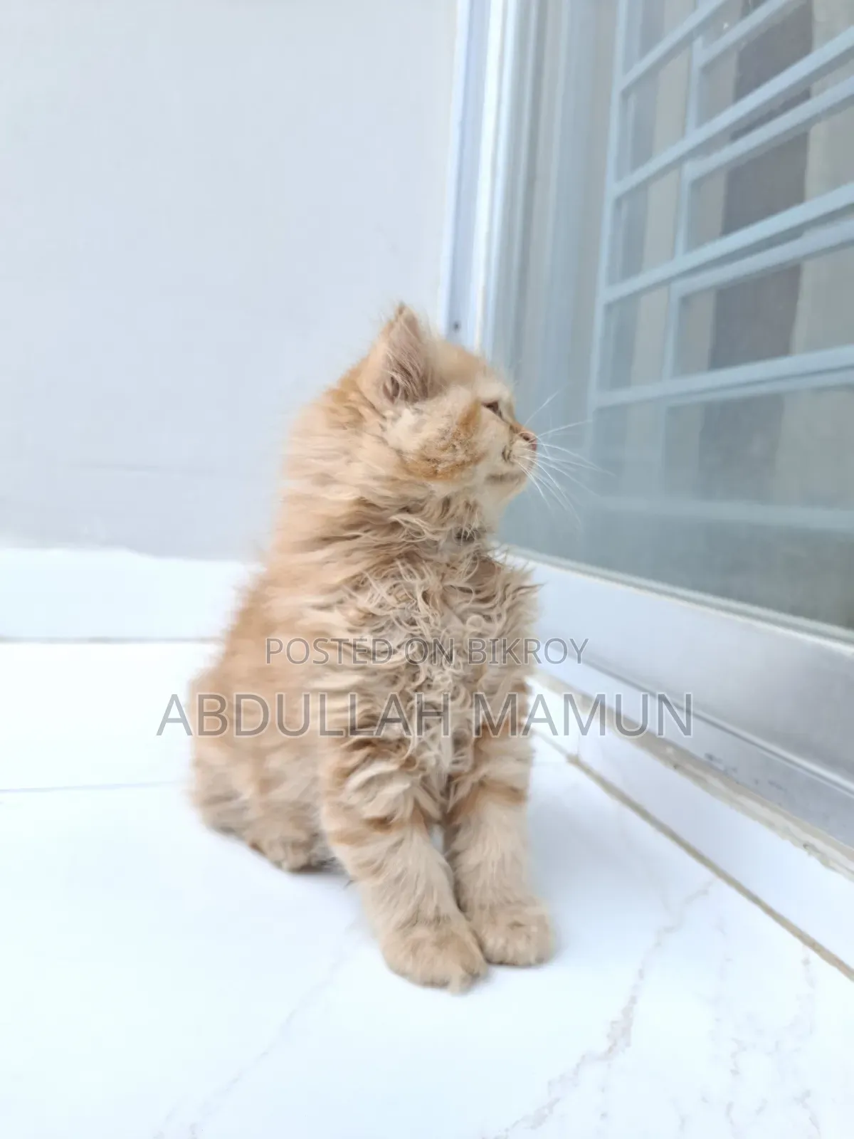 1-3 Months Male Purebred Persian