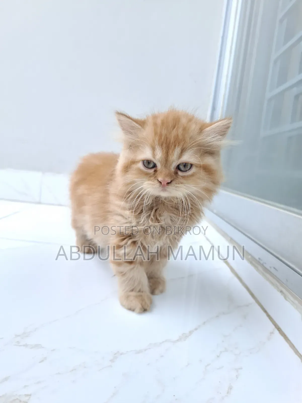 1-3 Months Male Purebred Persian