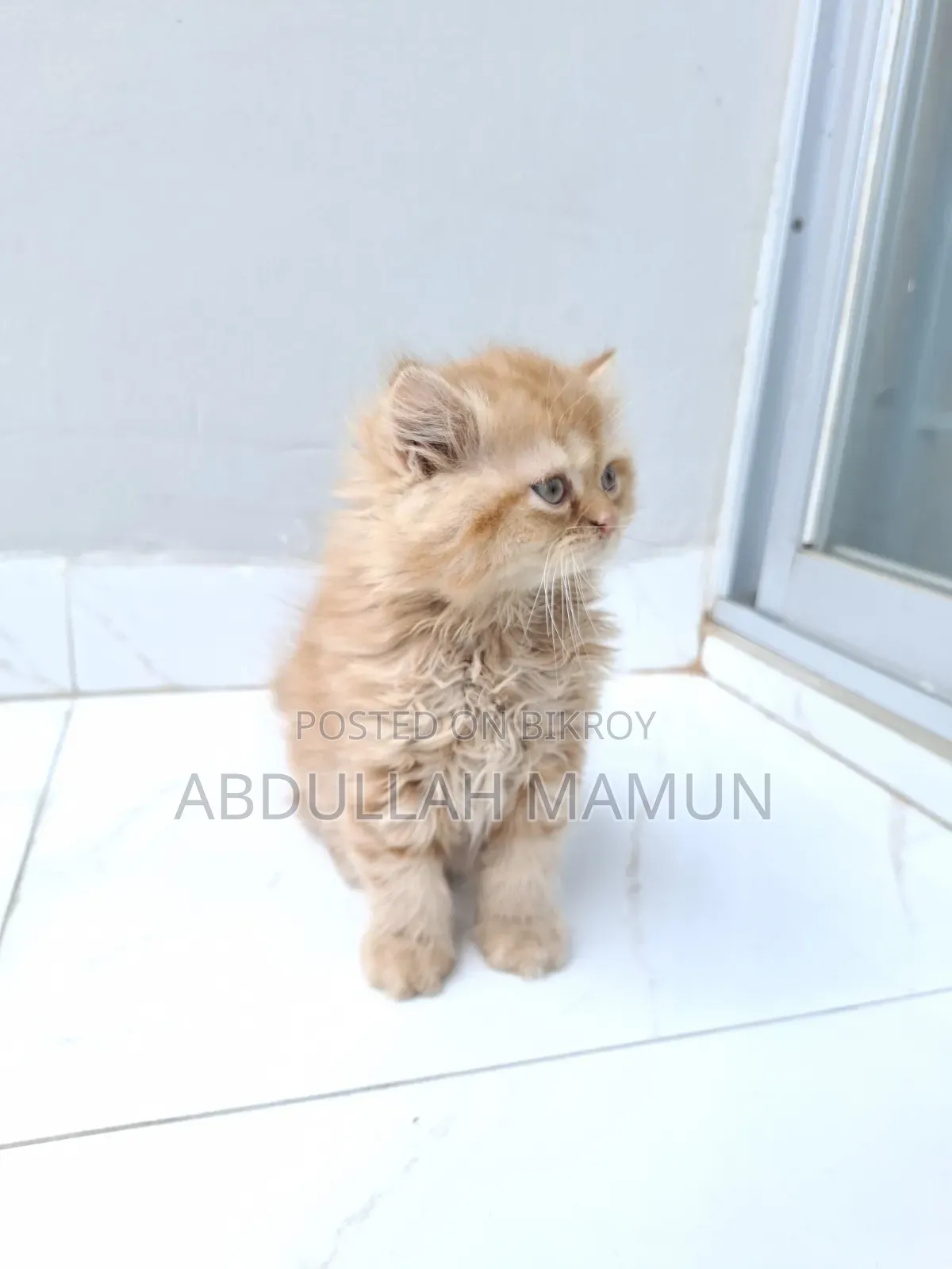 1-3 Months Male Purebred Persian