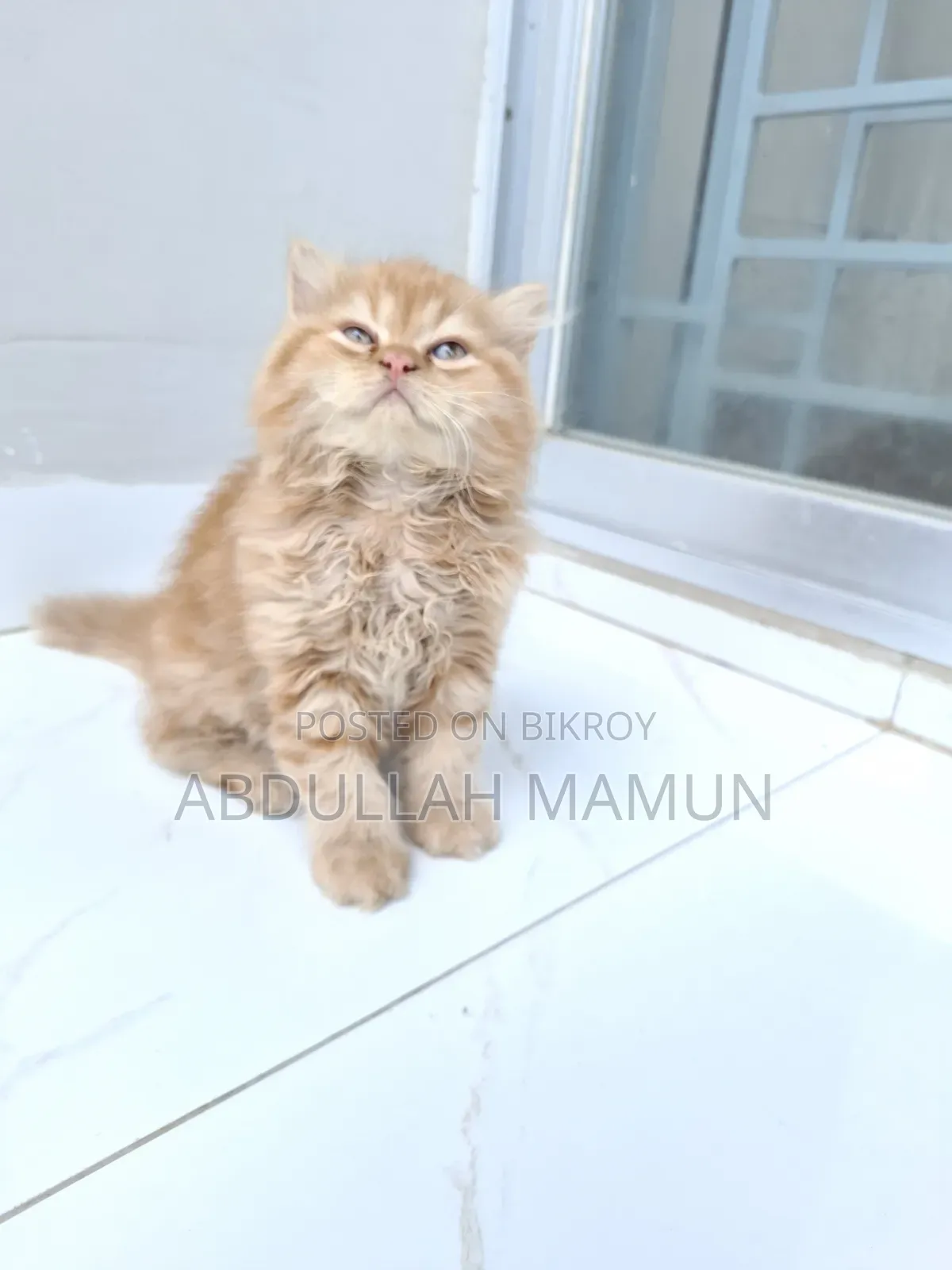 1-3 Months Male Purebred Persian