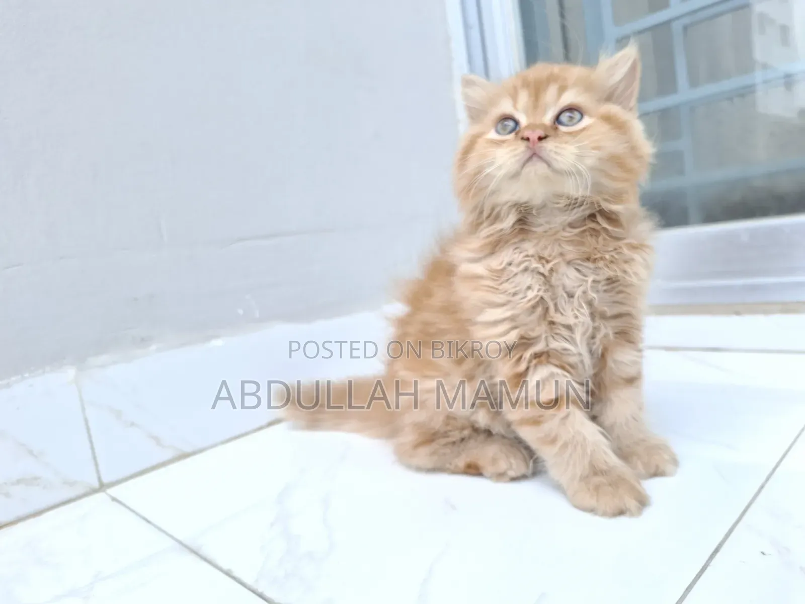 1-3 Months Male Purebred Persian