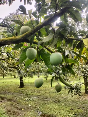 আম নিলে ডেলিভারি ফ্রি।